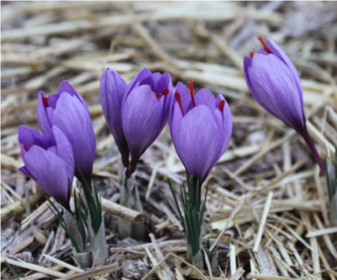 Safran agriculture 02